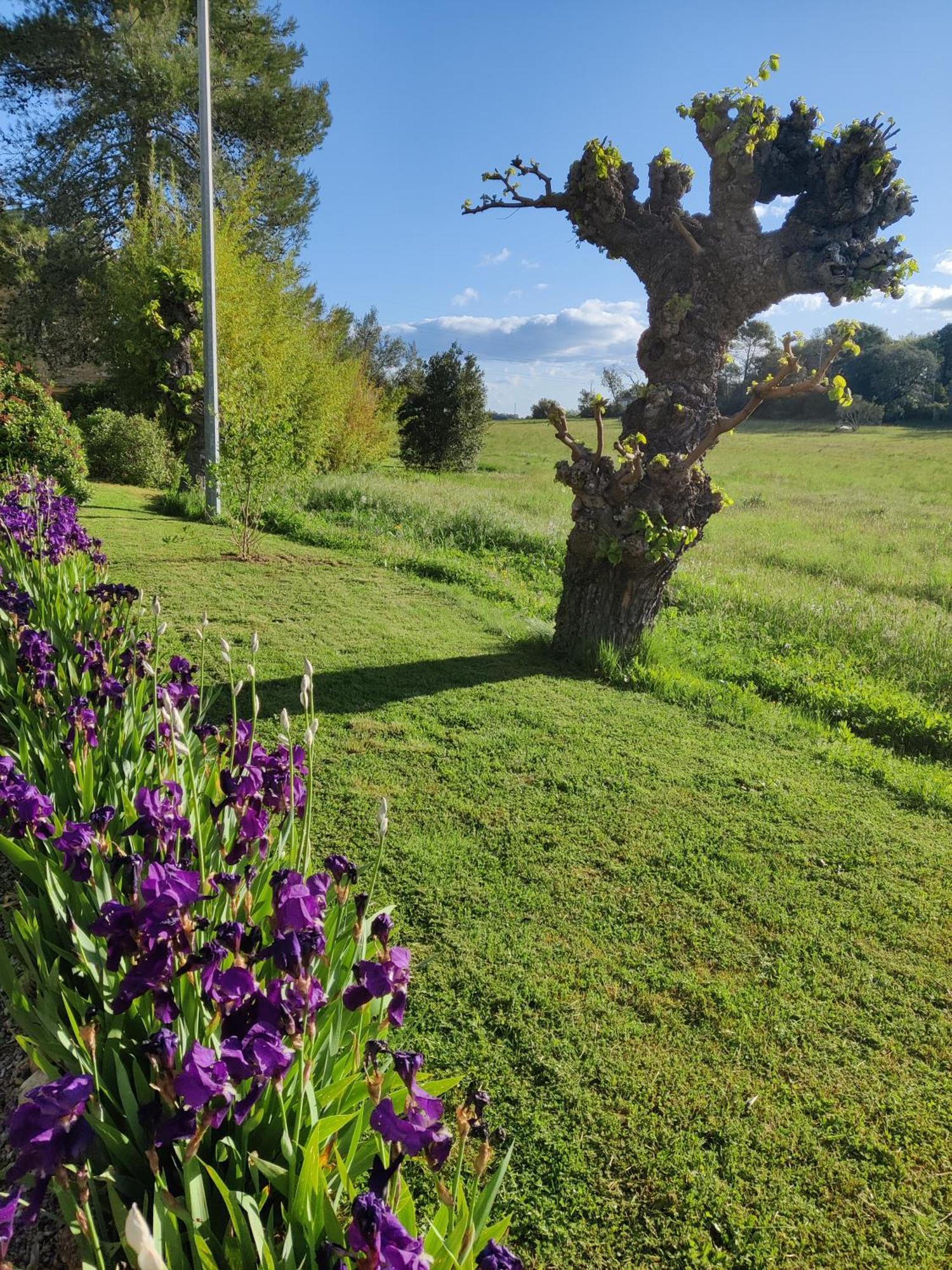 Gite Proche De La Bambouseraie Boisset-et-Gaujac Exterior foto